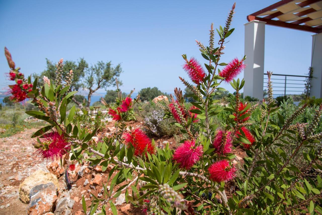 Villa Phenωmena Apartments Kokkino Chorio 外观 照片
